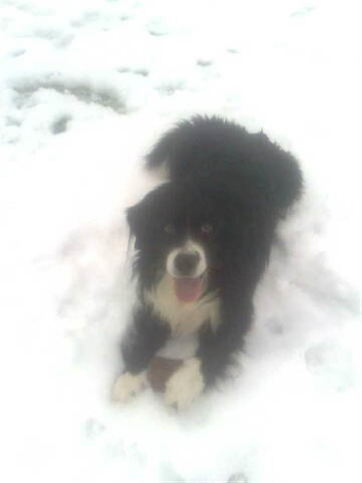 Blanding af racer Balder billede 5