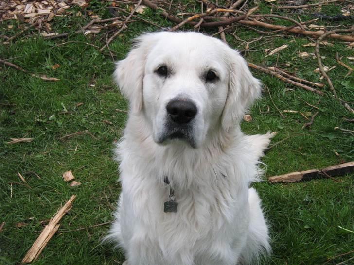 Golden retriever woodstar yvan (Samson) billede 1