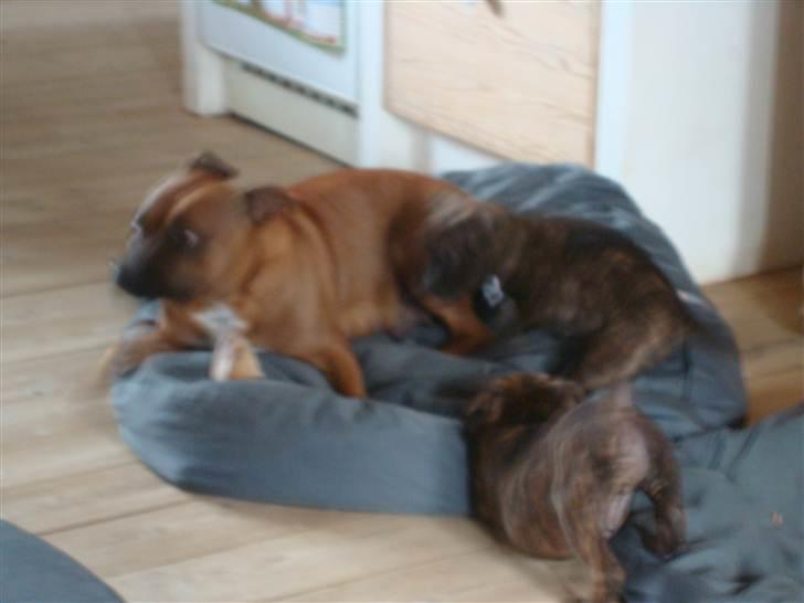 Staffordshire bull terrier Belila's Buddy - undskyld den dårlige kvalitet - men det er Buddy sammen med hans Moar og søster billede 4