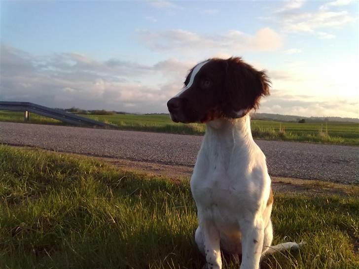 Field Trial spaniel Kirkeskovens Aiko billede 11