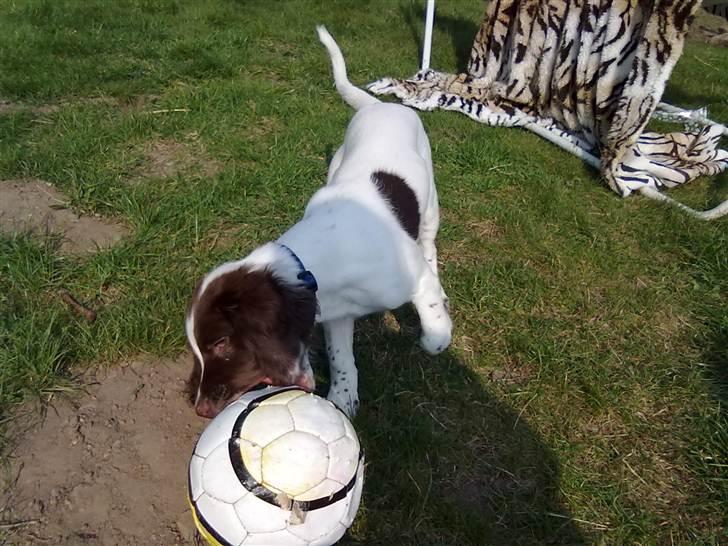 Field Trial spaniel Kirkeskovens Aiko billede 14