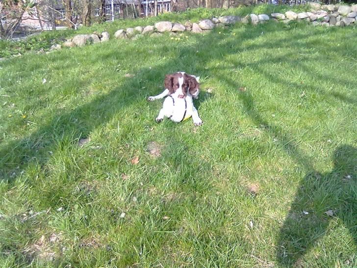 Field Trial spaniel Kirkeskovens Aiko billede 15