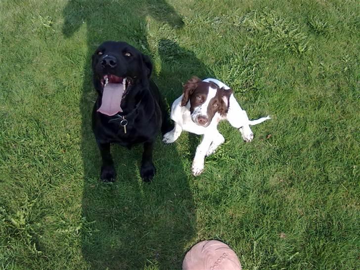 Field Trial spaniel Kirkeskovens Aiko billede 16