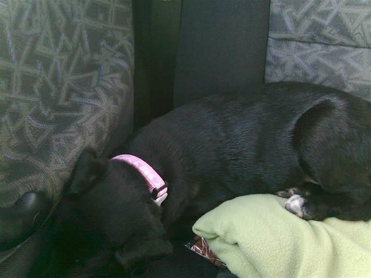 Blanding af racer tulle - billedet er taget på vej hjem i bilen fra hvor hun er købt fra billede 12