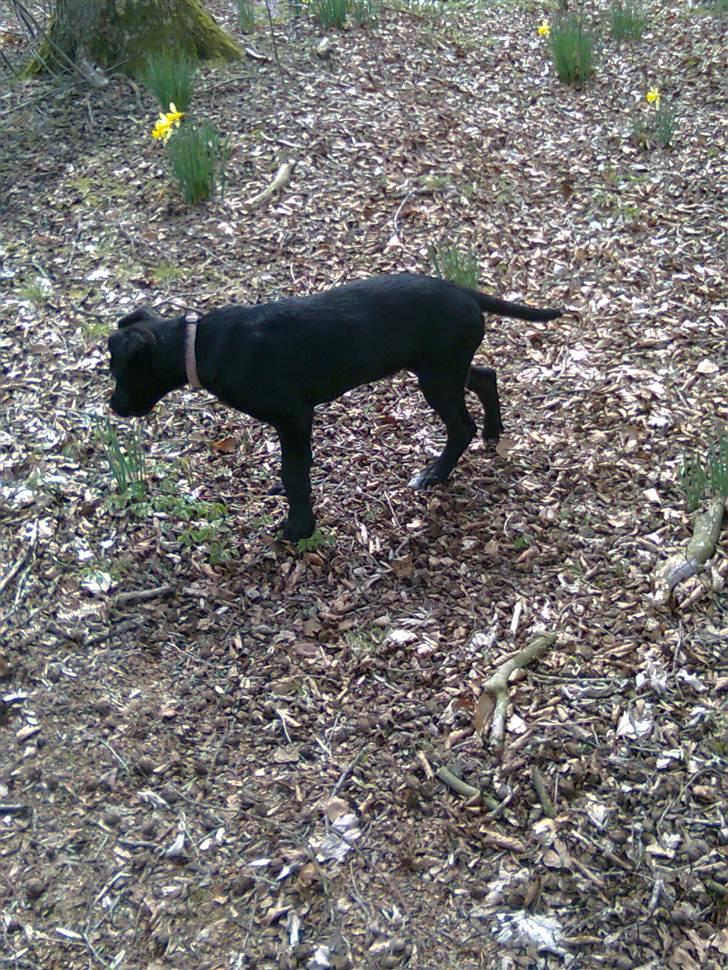 Blanding af racer tulle billede 13