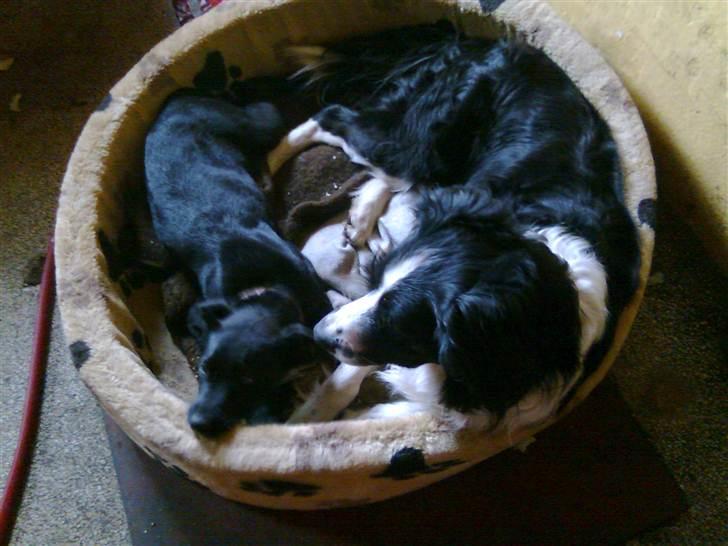 Blanding af racer tulle - tulle som deler kurv med coco billede 14