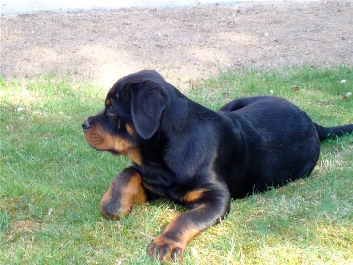 Rottweiler VomHauseDestenyCasanova billede 12