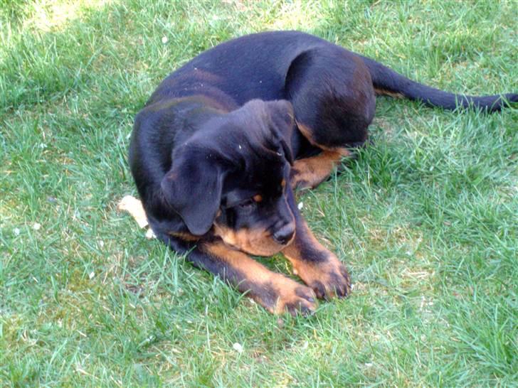 Rottweiler VomHauseDestenyCasanova billede 13