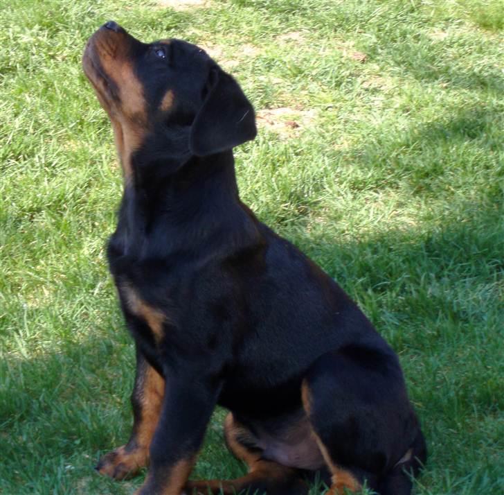 Rottweiler VomHauseDestenyCasanova billede 14