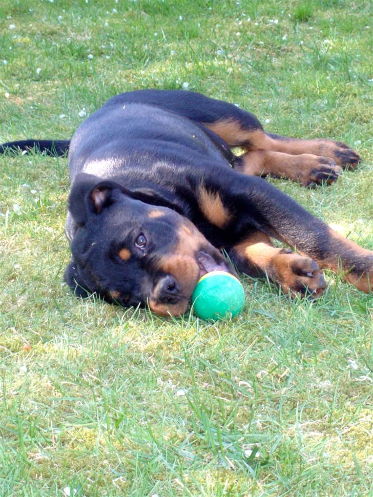 Rottweiler VomHauseDestenyCasanova billede 15