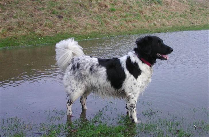 Stabijhoun Adda - Sippe / Stabie / Adda 10 år på træningspladsen i Maribo billede 1