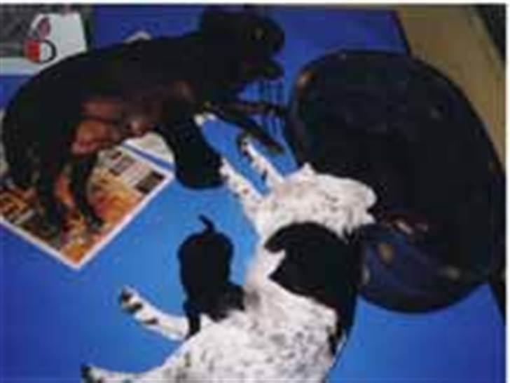 Stabijhoun Adda - Sippe 2 år, hjælper en Kelpie med at amme hendes hvalpe billede 2