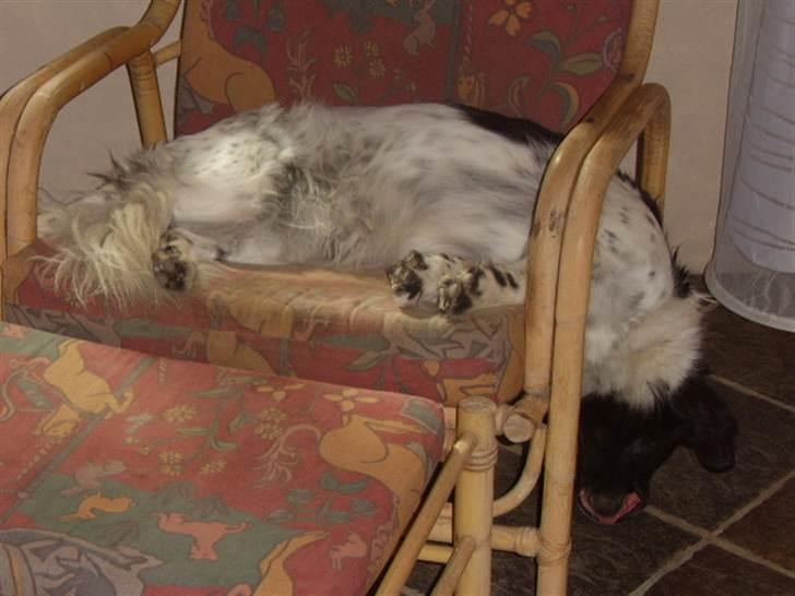 Stabijhoun Adda - Sippe 9 år sover til middag billede 3