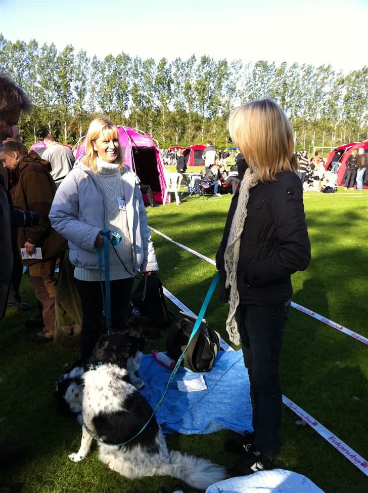 Stabijhoun Adda - Sippe med som tilskuer til udstillingen i Ballerup 2010 billede 4