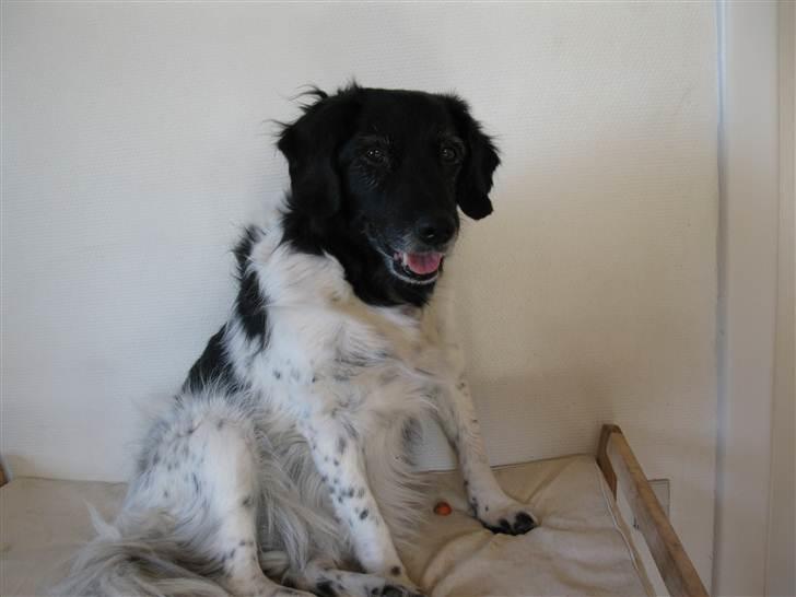 Stabijhoun Adda - Sippe den 12. april 2011 ----13 år gammel billede 5