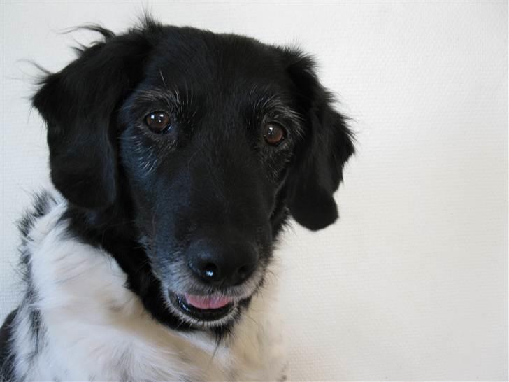 Stabijhoun Adda billede 6