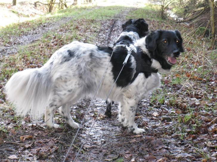 Stabijhoun Adda - Sippe  maj 2011 på den daglige skovtur. billede 7