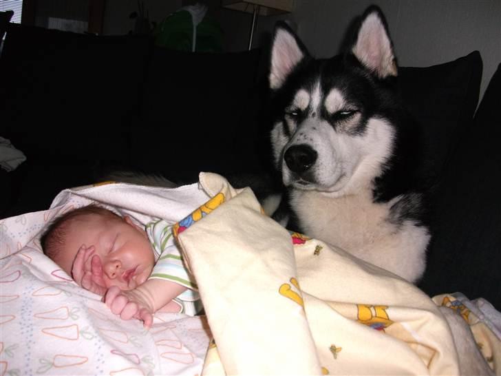 Siberian husky Enzo - Enzo passer på sin nye lillebror Jonathan billede 15