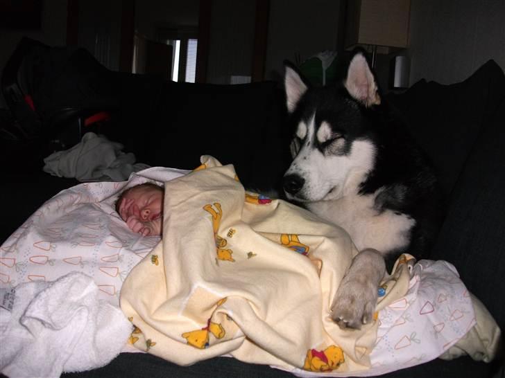 Siberian husky Enzo - Det er helt utroligt så god han er med børn vores lille Enzo billede 16