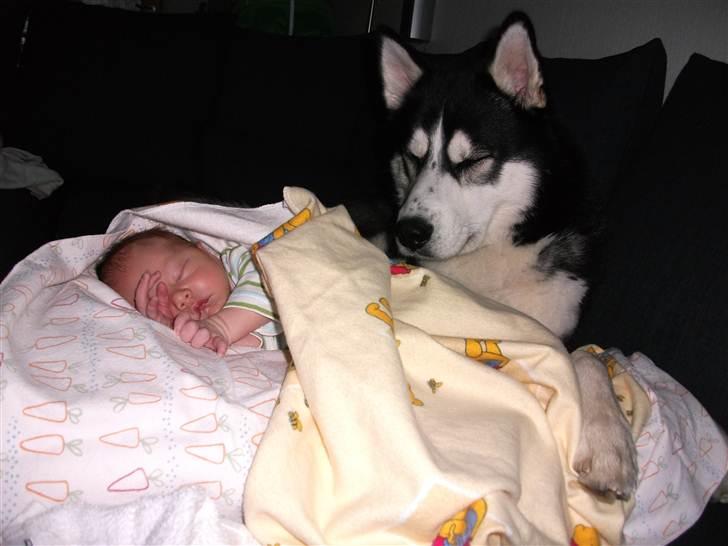 Siberian husky Enzo - Bedste venner for livet :) billede 17