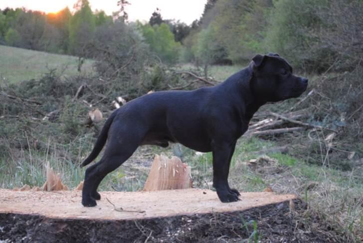 Staffordshire bull terrier **Angelic Staff ENZO** - 10 Måneder billede 17