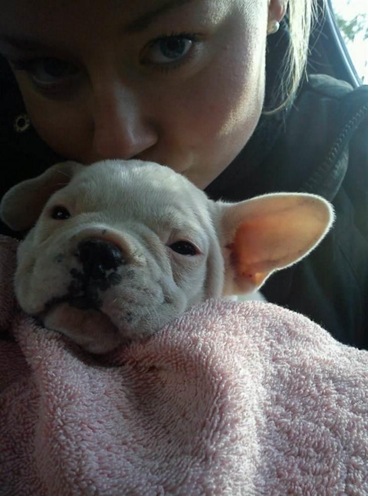 Fransk bulldog Goliath billede 1