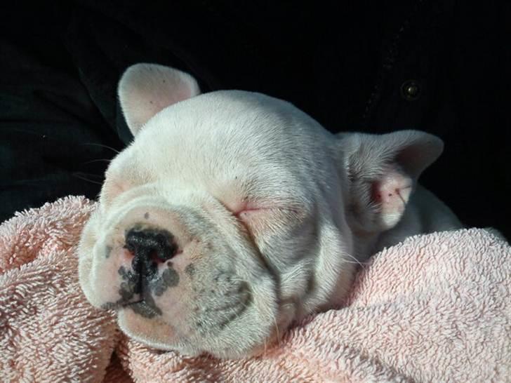 Fransk bulldog Goliath billede 2