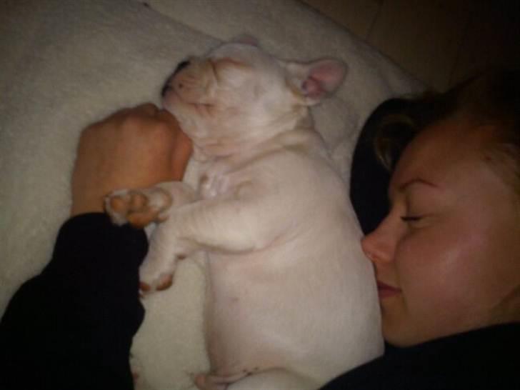 Fransk bulldog Goliath billede 3