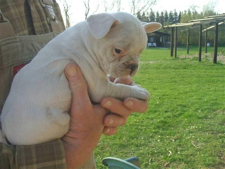 Fransk bulldog Goliath billede 4