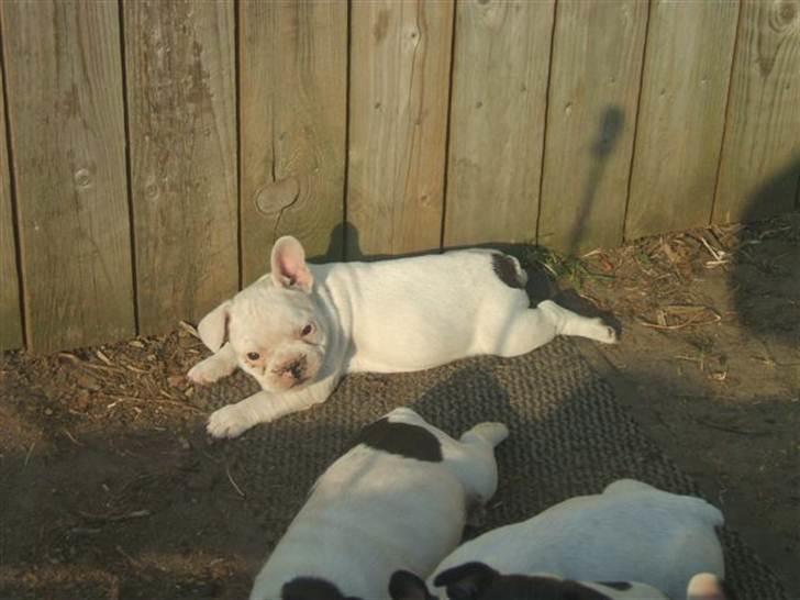 Fransk bulldog Goliath billede 5