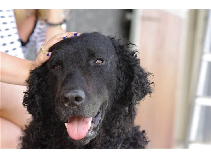 Curly coated retriever Tess - Velkommen til skønne Tess profil:D billede 1