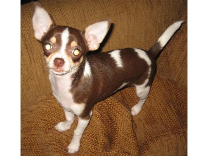 Chihuahua Püppi billede 1