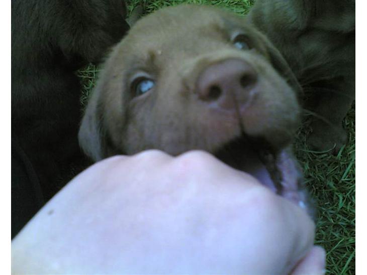 Labrador retriever Lablunas AttraktiveAlbert billede 1
