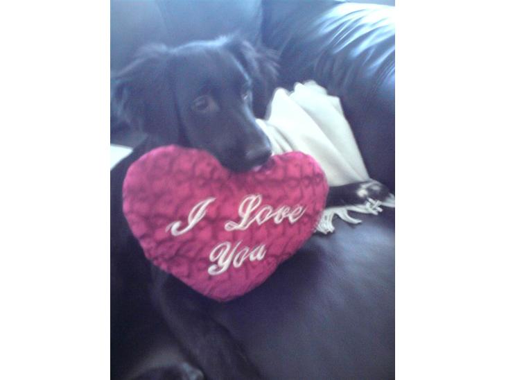 Blanding af racer Sasja billede 1