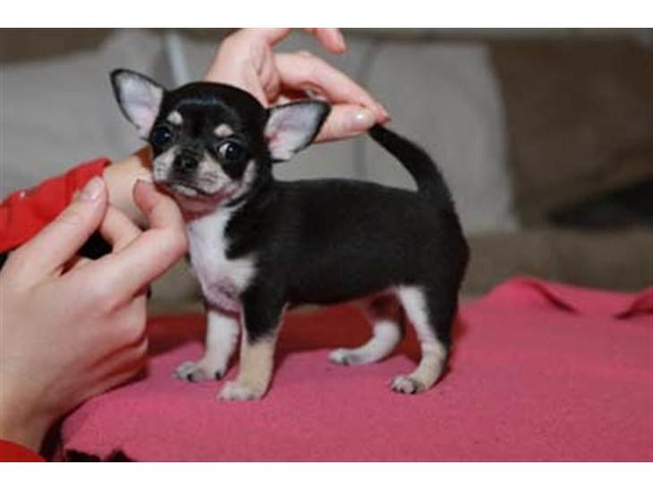 Chihuahua Pini (your beautifull) R.I.P ! :( - Her er jeg helt lille, og bor stadig hos min gamle ejer (:  billede 1