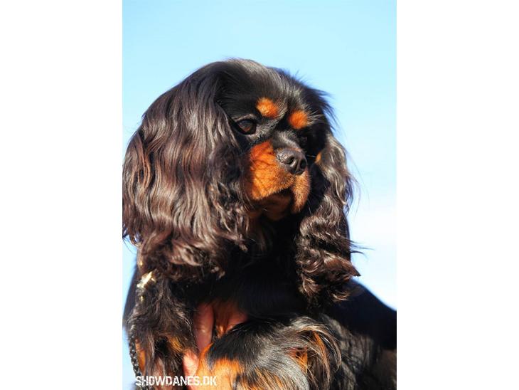 Cavalier king charles spaniel Jade - Jade til venstre billede 1