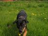 Blanding af racer Hunden ( rotte/cc )