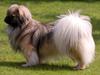 Tibetansk spaniel Sommerlyst's Ishvara Ga-Wa ("Poppe")