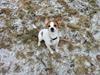 Dansk svensk gaardhund Holgers Rose (Kiki) [ Himmelhund]