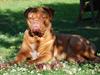 Dogue de bordeaux Isolde Van't Bulscampvelt