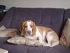 Beagle Vimse [ Himmelhund]