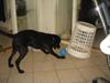 Labrador retriever Taita [Tidl. hund]