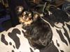 Chihuahua beauty