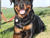 Rottweiler Haiki´s Aica