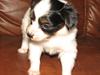 Papillon NA´s Mikey *Gavtyv* Min mors hund :-)