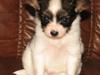 Papillon NA´s Molly [Tidl. hund]