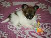 Papillon Asta