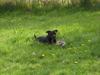 Staffordshire bull terrier Sif