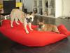 Fransk bulldog Quaisy-Molly