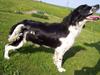 Field Trial spaniel *Freja*